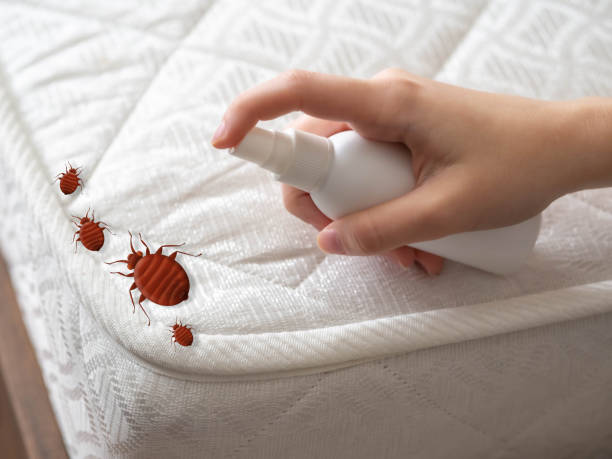 Best Affordable Pest Control Services  in Wabasso, FL